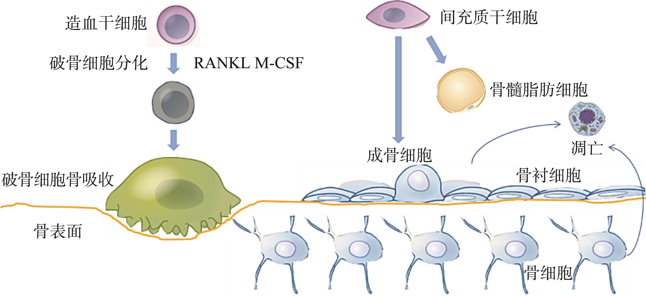 干细胞的再生与修复 - 知乎